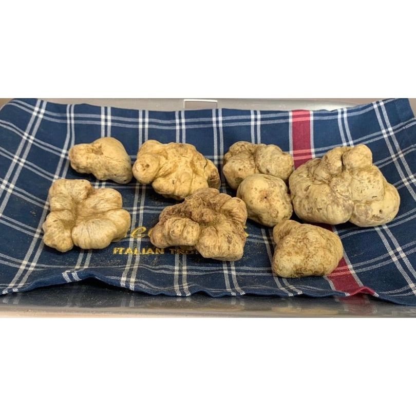 White Italian Alba Truffles (Tuber Magnatum Pico) -